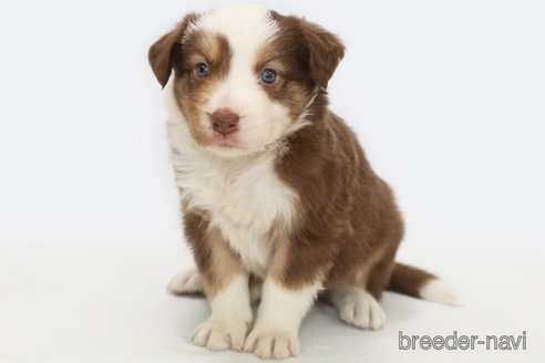 成約済の神奈川県のボーダーコリー-319174の1枚目